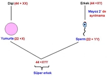Erkek Kromozom Testinin Yapılış Amacı