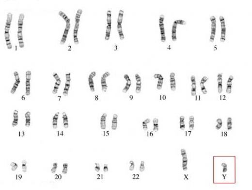 46 Kromozom