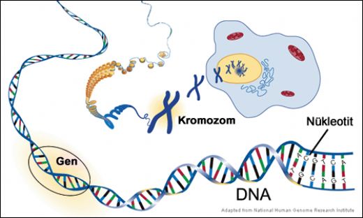 Dna Gen Kromozom