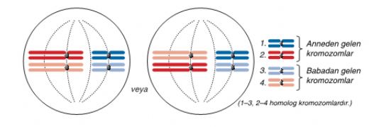 Homolog Kromozom