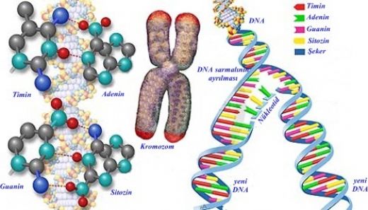 Kromozom Dna