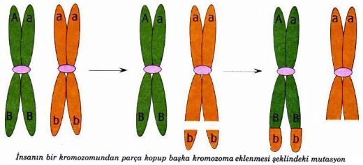 Kromozom Mutasyonlar