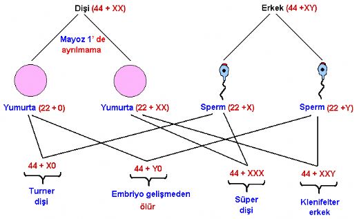 Kromozom Saysndaki Deiiklikler