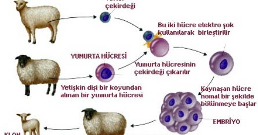 Kromozom ve Gen Klonlamas