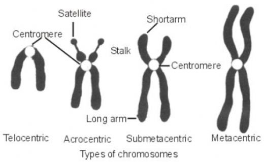 Metasentrik Kromozom