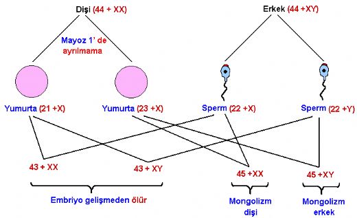 Otozomal Kromozom