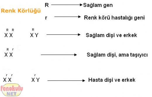 X Kromozomuna Bal Hastalklar