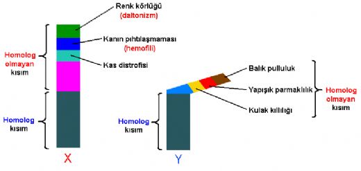 Y Kromozomu le Tanan Hastalklar