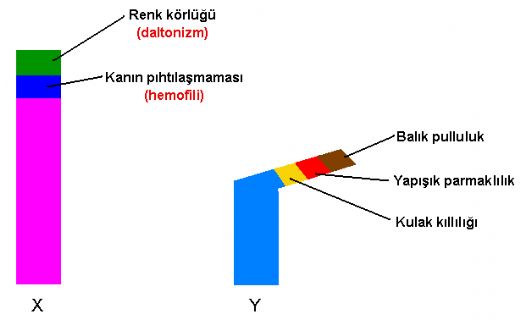 Y Kromozomuna Bal Hastalklar