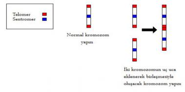 Bir nsanda Ka Kromozom Vardr