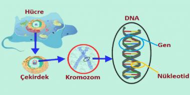 Dna Kromozom