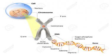 Kromozom Yapısı