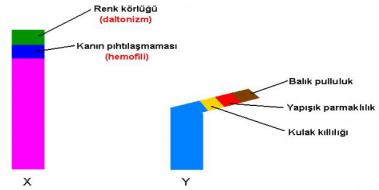 Y Kromozomuna Bal Hastalklar